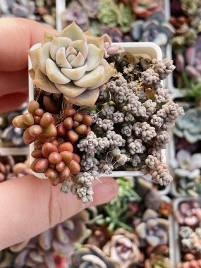 Graptoveria Inti Platense, Sedum Rubrotinctum, Sedum Dasyphyllum minor. Çiçeklerin çiçek açması üzerine sulu bir çiçek, yeşillik arka plan, üst görünüm