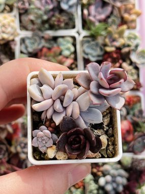 Farklı echeveria setlerini kapatın. Çiçeklerin çiçek açması üzerine Echeveria Çiçeği Rosette 'in sulu yeşillik arkaplanı, üst görünümü