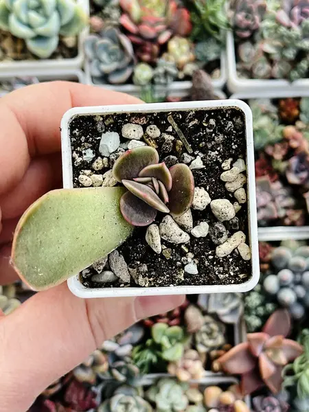 stock image Little Adromischus Succulent Plant Flower on floral blossom greenery background, top view