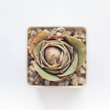 Greenovia Diplocycla bitkisi beyaz arkaplanda sulu