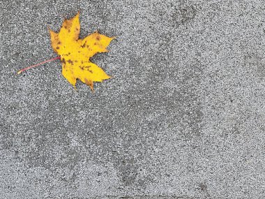 Sonbahar arkaplanı ve sonbahar sarı yaprakları