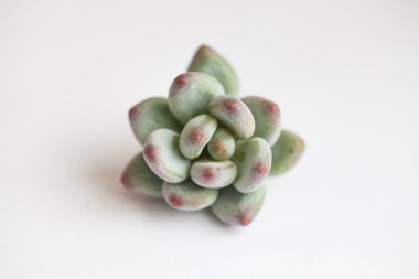 Yeşil pachyphytum Apple üst görünümü. Beyaz arkaplanda sulu çiçek goncası