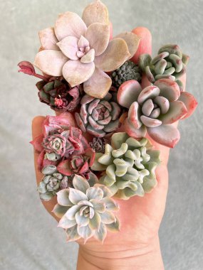 Kırmızı ve Yeşil Echeveria çiçekleri