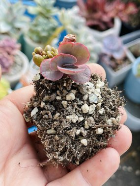 Lezzetli Echeveria Bittersweet küçük rosette kökleri yakın çekimde