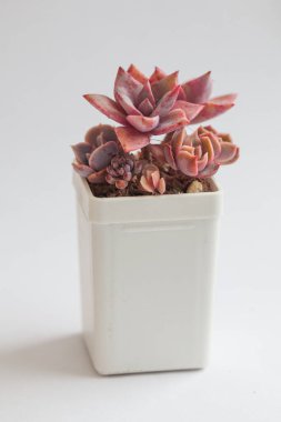 Echeveria Öpücükleri ve Graptoveria Douglas Huth sp