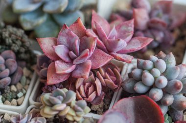 Çiçek arkaplanının çiçekleri sulu. Açık pembe Echeveria, pachyphytum ve sedum sulu kaktüs.