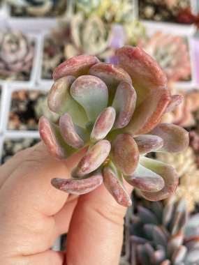 Doğal Echeveria Cinderella sulu bitkisi. Çiçek kolyesi insan elinde, üst manzara