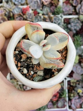 Değişik Cotyledon orbiculata sulu bitkileri. Seramik kapta çiçek, üst manzara