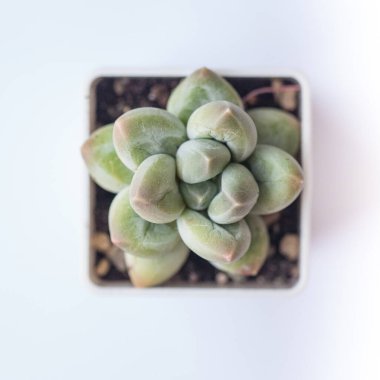 Top view of Pachyphytum Sky Beauty rosette on white background, botanic tropical exotic blooming foliage arrangement horticulture clipart