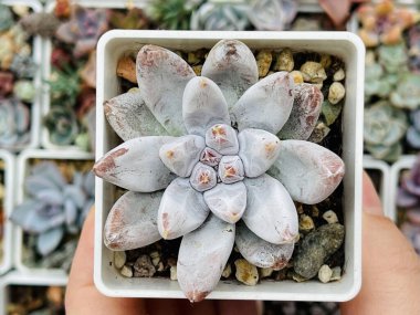 Echeveria Tolimanensis sulu bitkisinin kısa saplı tozlu yaprakları.