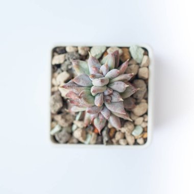 Sivri yapraklı sulu Echeveria Tolimanensis