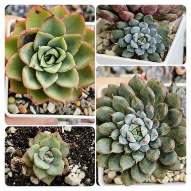 Yeşil sulu kolaj. Canlı yeşil Echeveria Rosette