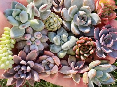 Mini sulu bahçe için renkli sulu. Echeveria çiçek kolyesi insan elinde