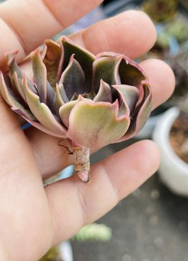 Echeveria 'lı Rosette Kadın elini öpüyor