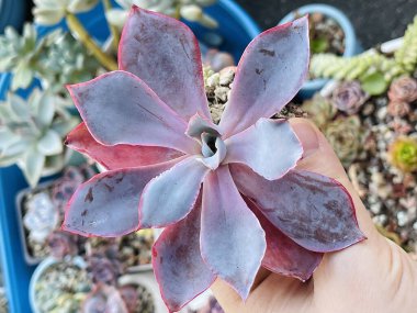 Echeveria. Büyük mor yapraklı, sulu çiçekli.