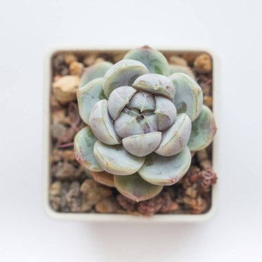 Beyaz arka planda izole edilmiş Echeveria Kar Tavşanı sulu çiçek, üst manzara 