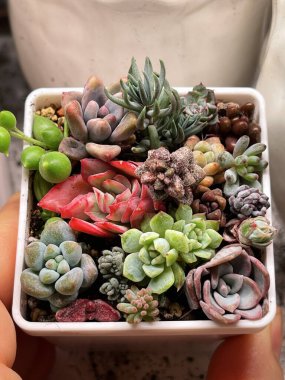 Mini Succulent bahçesine yakın plan bebek sulu çiçek, sulu yayılma