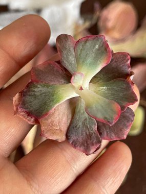 Echeveria with elongated stem and dried leaves after parcel clipart