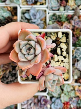Echeveria pembe gül sulu bitki gargara arka planda