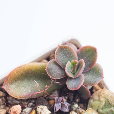 Echeveria Yapraktan Öpücük. Sulu çoğalma