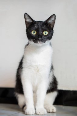 Siyah-beyaz kedi evcil hayvanı. Büyük gözlü. Kameraya bakıyor.
