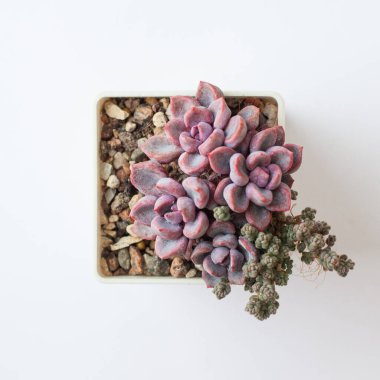 Echeveria Cupid Echeveria Runyonii 'nin melezleri Topsy Turvy ve Graptoveria Debbi sulu