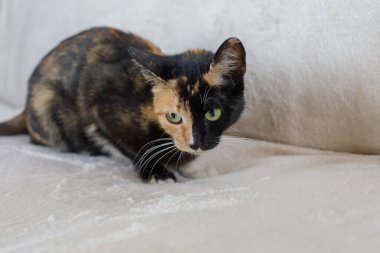 Evdeki rahat kanepede oturan siyah ve kırmızı kedi yavrusu.