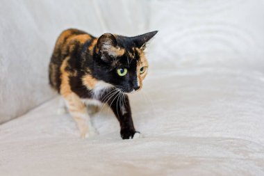 Oyuncak kedi evcil hayvanı rahat bir kanepede oturuyor.