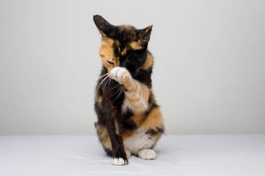 Siyah ve zencefil renkli kedi, beyaz arka planı yalıyor.