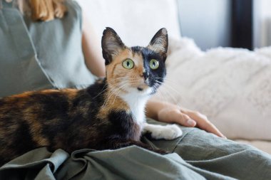 Evde kocaman gözleri olan sevimli evcil kedi evcil hayvanı, ev portresi.