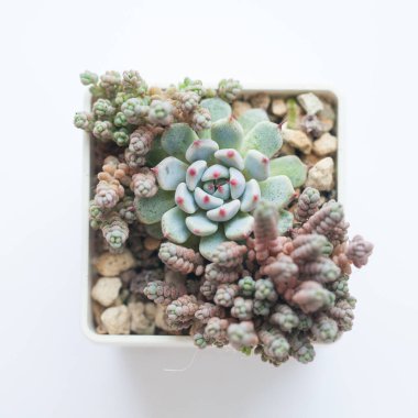 Yeşil Echeveria Zaragoza rosette ve beyaz arka planda Sedum Dasillum minör.