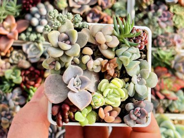 Yeşil Mini sulu bahçe manzarası. Echeveria, sedum, graptoveria çiçek kolyesi