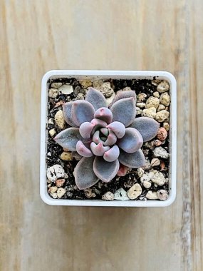 Ahşap arka planda sulu ev bitkisi echeveria şeker jölesi