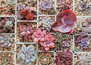 Renkli sulu çiçeklerle dolu canlı bir çiçek arkaplanı. Echeveria, graptoveria, crassula, greenovia ve sedum bitkisi
