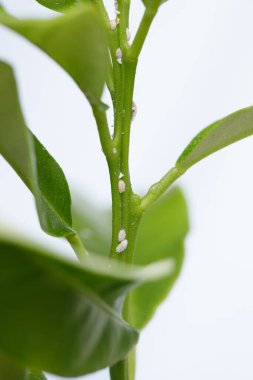 Yeşil yapraklar üzerinde beyaz yaprak bitleri veya yemek böcekleri