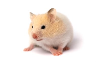 Beyaz arka planda izole edilmiş yerli hamster