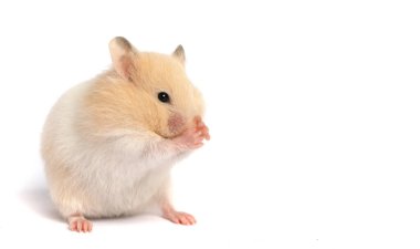 Şirin hamster kendini beyaz arka planda yıkıyor.
