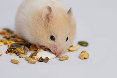 Beyaz arka planda tohum yiyen şirin Suriye hamsterı. Hayvan hayvanı.