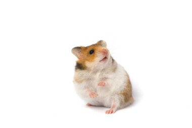 Altın kürklü şirin küçük hamster beyaz arka plana bakıyor.