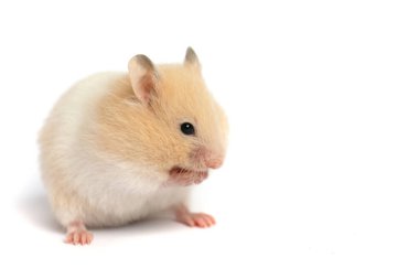 Beyaz arka planda izole küçük hamster