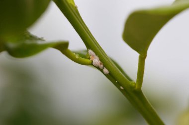 Planococcus citri, genellikle limon bitkisindeki turunçgiller olarak bilinir.