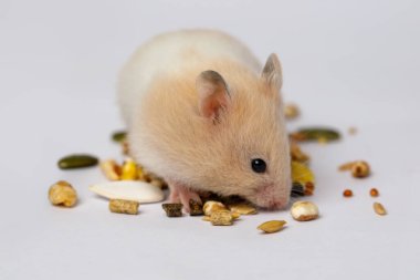 Küçük Suriye hamsterı beyaz arka planda tohum yiyor. Hayvan hayvanı.
