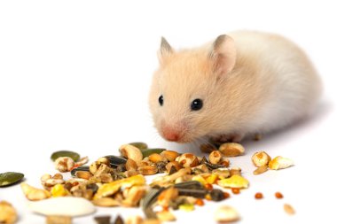 Beyaz arka planda tohumları olan sevimli ev hayvanı hamster.