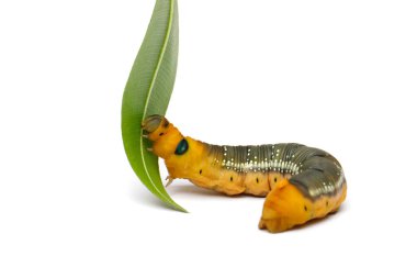 Oleander Hawk güve tırtılı yeşil zakkum yaprağı yiyor beyaz arka planda, makro