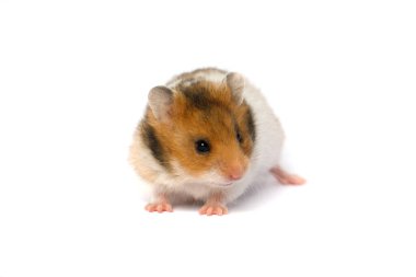 Beyaz arka planda Suriye hamsterı