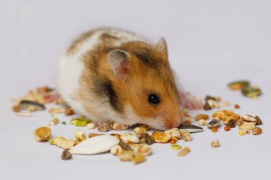 Beyaz arka planda tohum yiyen sevimli hamster.