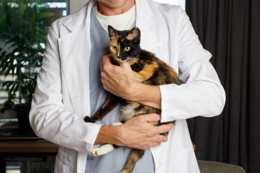 Klinikte kedi tutan veteriner.