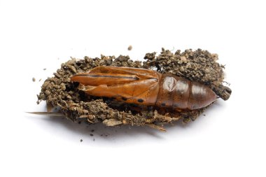 Boş pupa kozası makrosu. Oleander Hawk-güvesi ya da Gail nerii