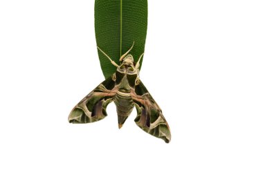 Süslü Oleander Hawk güve kelebeği beyaz arka planda yaprağın üzerinde izole bir şekilde oturuyor, makro