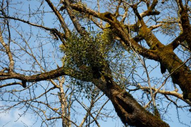 Ağaçtaki misletoe. Parazit Noel bitkisi
